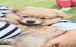 Pomeranian dogs for sale: Pomeranian fluffy Boys  - Image 9