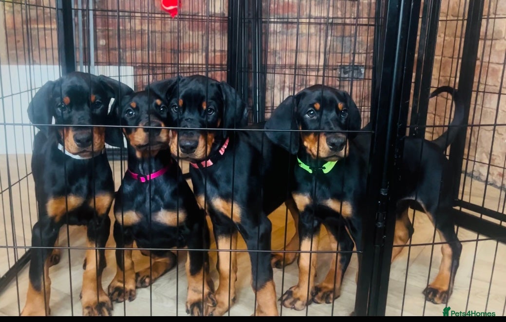 Dobermann dogs 🏆Supreme Dobermanns - Where Excellence Begins 🏆 - Advert 3