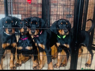 Dobermann dogs 🏆Supreme Dobermanns - Where Excellence Begins 🏆 - Advert 6