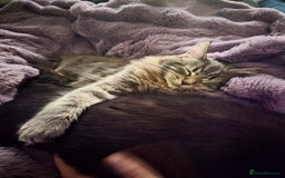 Maine Coon cats for sale: Aurora - Stunning Female Maine Coon - Image 8