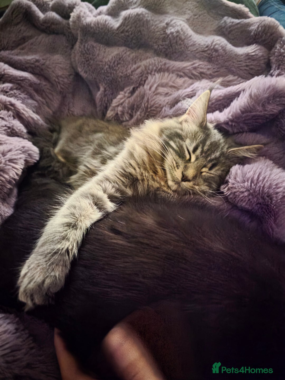 Maine Coon cats for sale: Aurora - Stunning Female Maine Coon - Image 8