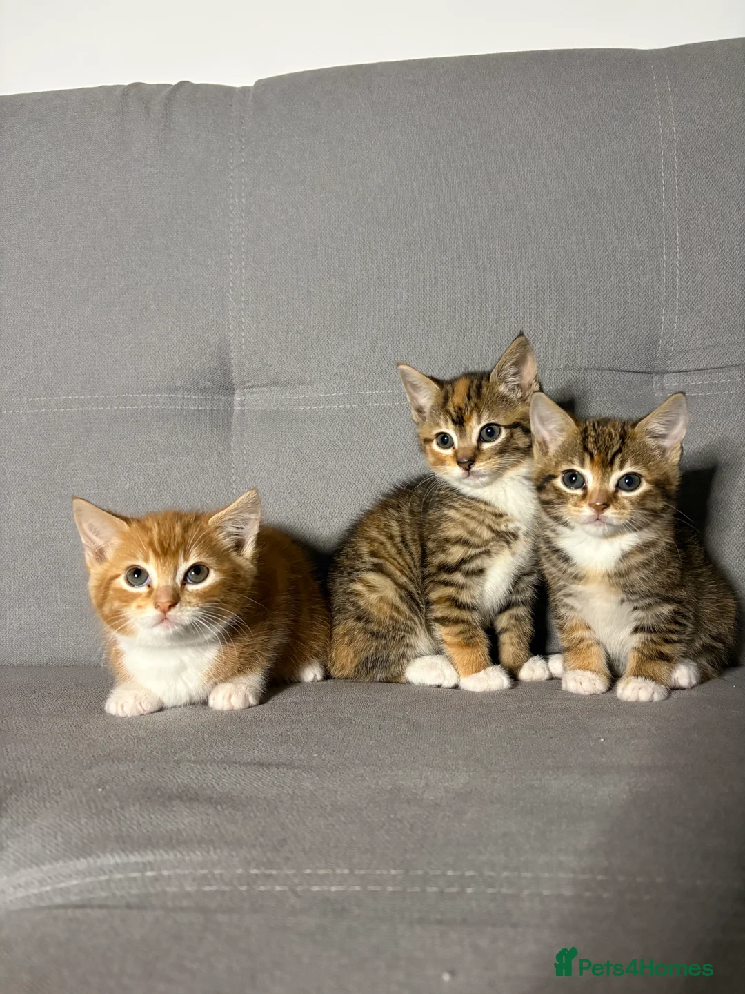 Mixed Breed cats for sale: 2 beautiful kittens - ready to leave - Advert 1