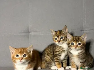 Mixed Breed cats 2 beautiful kittens - ready to leave - Advert 2