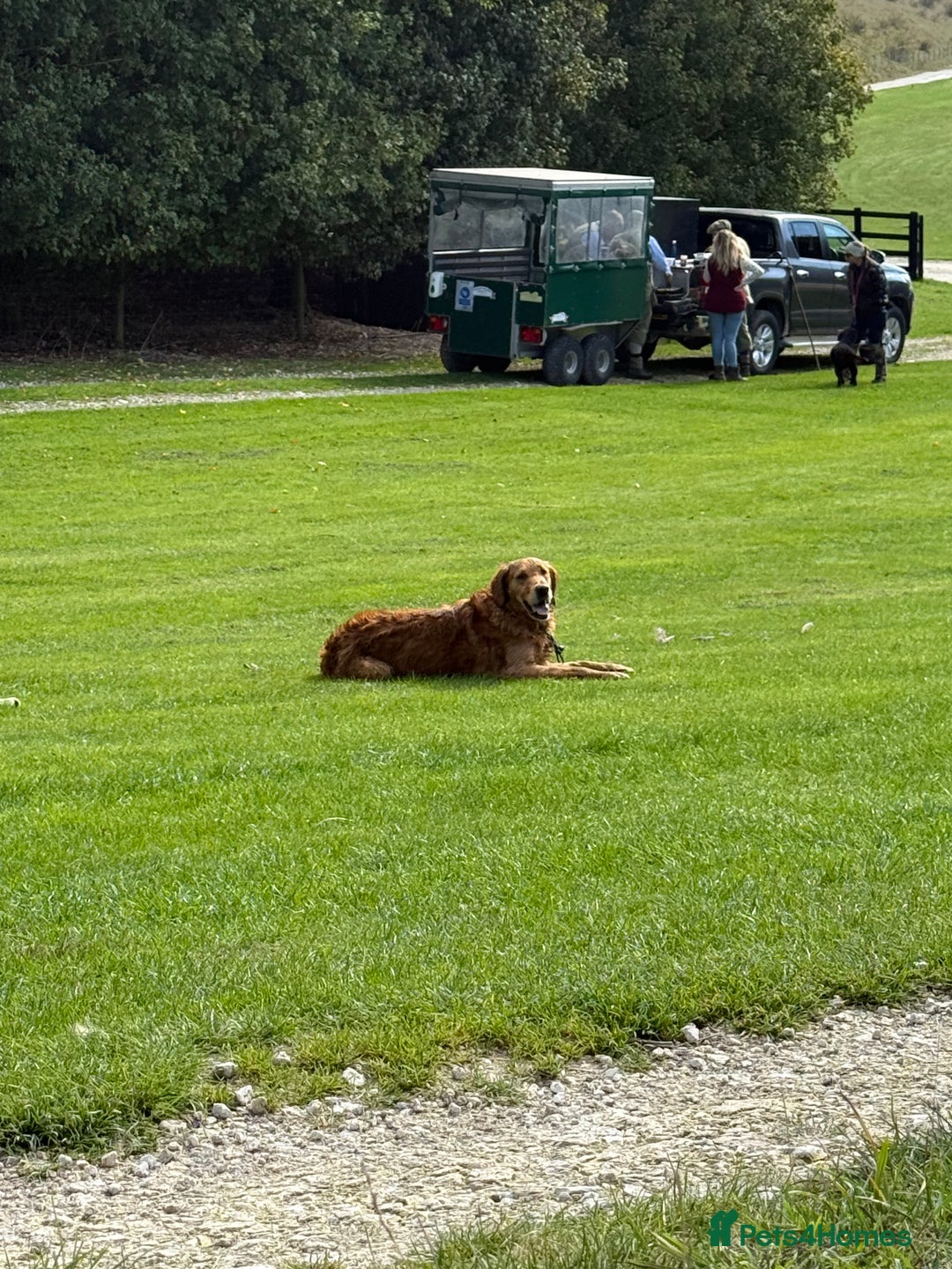 Golden Retriever dogs for stud: Angus Golden Retriever stud dog in Pickering - Advert 6