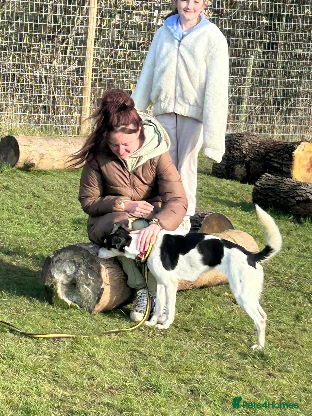 Mixed Breed dogs for adoption: Pippa - Norwich Norfolk  in Norwich - Advert 4