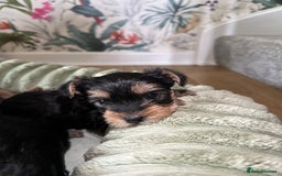 Yorkshire Terrier dogs for sale: Yorkies puppies  - Image 6