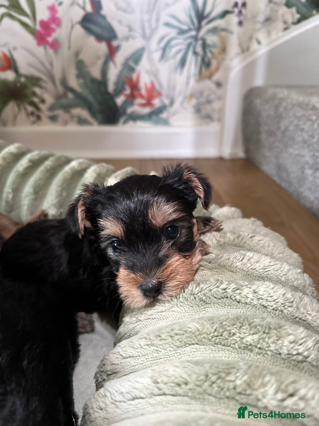 Yorkshire Terrier dogs for sale: Yorkies puppies  - Image 6