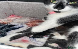 Domestic Shorthair cats for sale: Kitten - Image 1