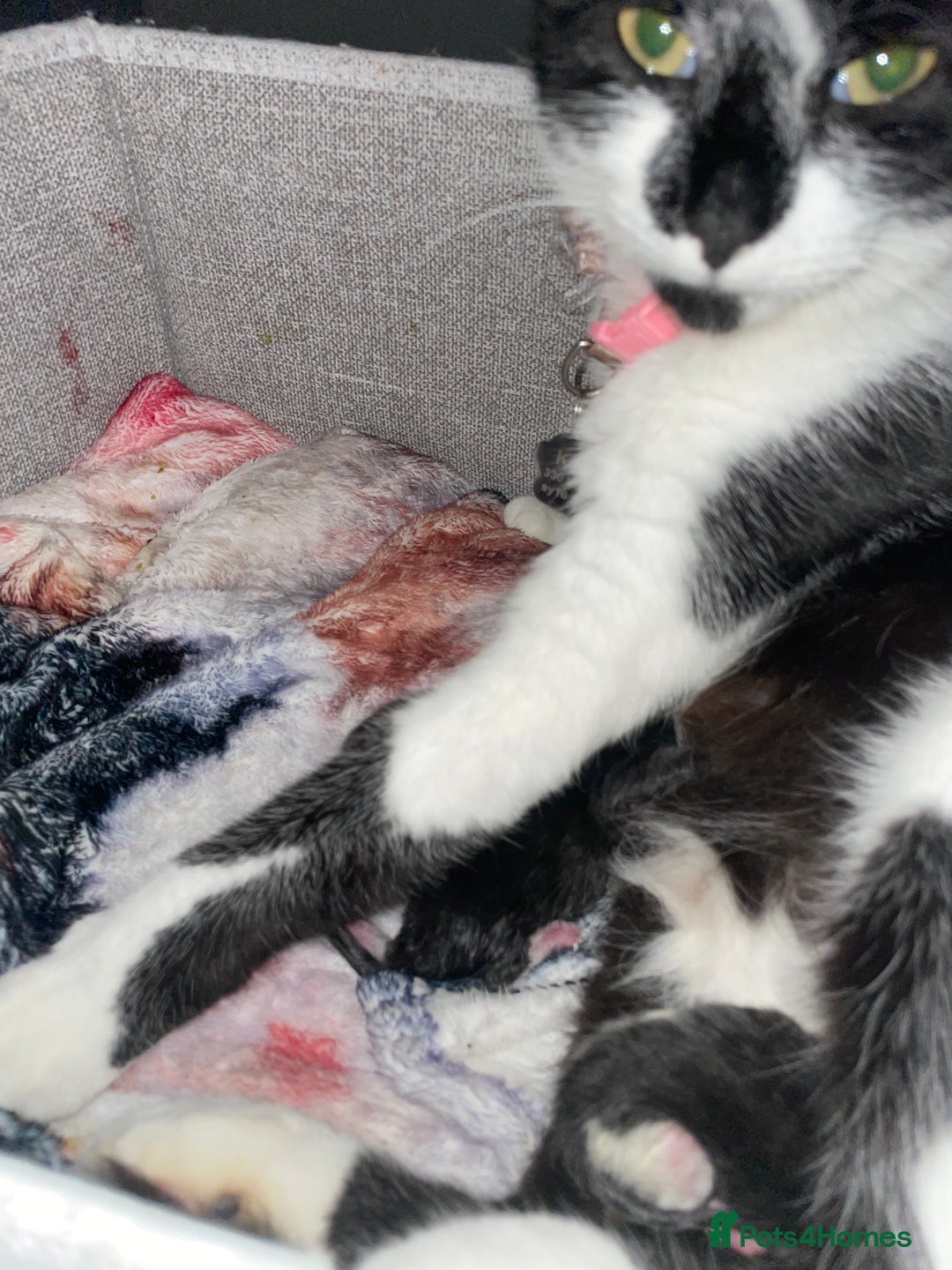 Domestic Shorthair cats for sale: Kitten - Image 1