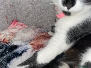 Domestic Shorthair cats - Advert 18