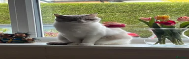 TARA