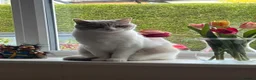 British Shorthair cats for sale: Active British Shorthair Lilac & White Female - Advert 5