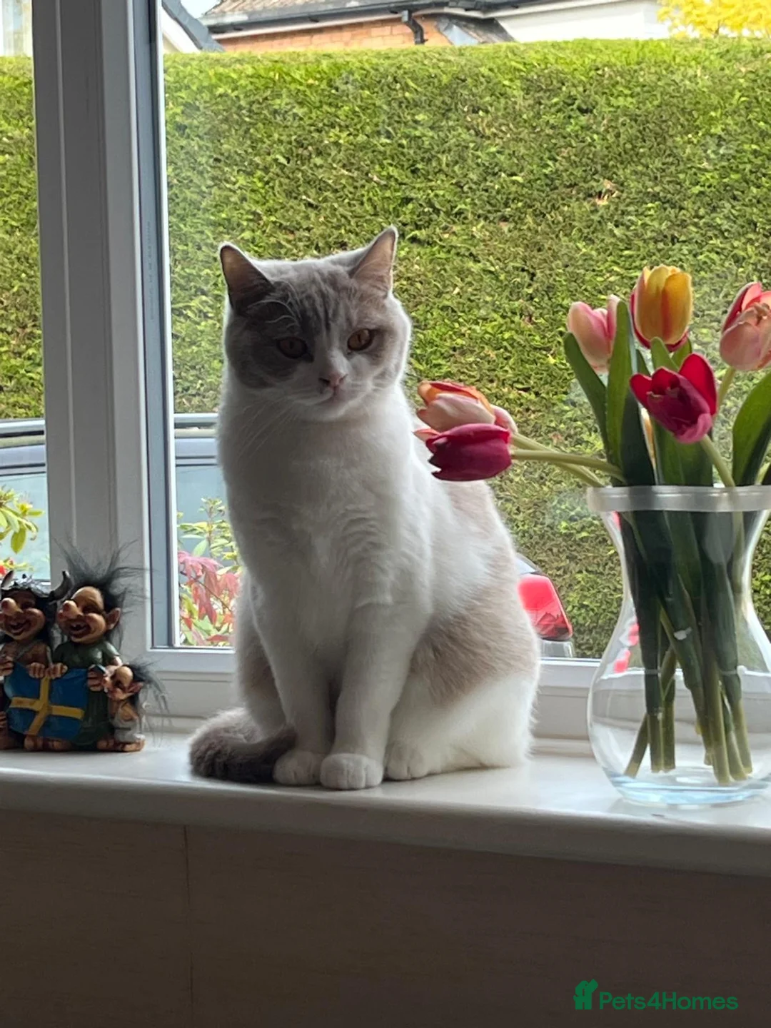 British Shorthair cats for sale: Active British Shorthair Lilac & White Female - Advert 5