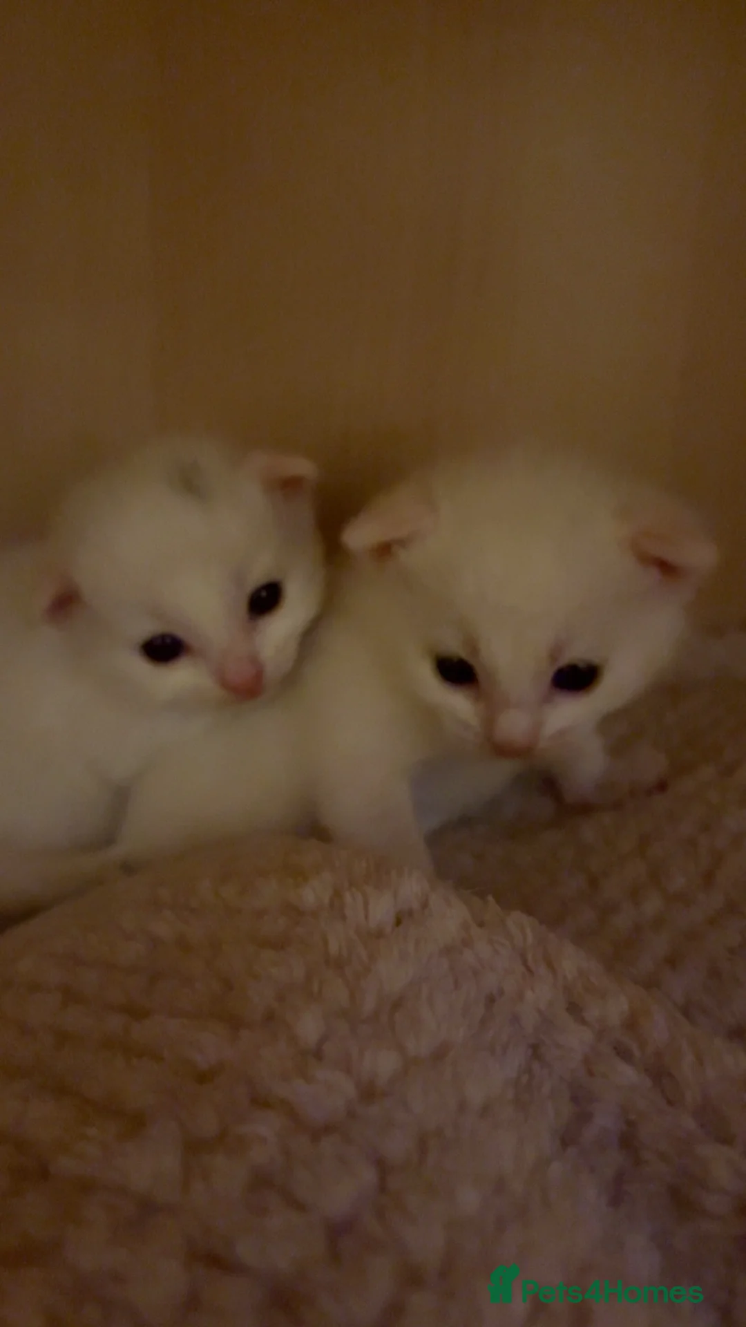 Turkish Angora cats for sale: Turkish Angora Cross in Penzance - Advert 2