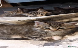 Mixed Breed cats for sale: 5 mixed breed kittens. Ragdoll/tabby - Image 8