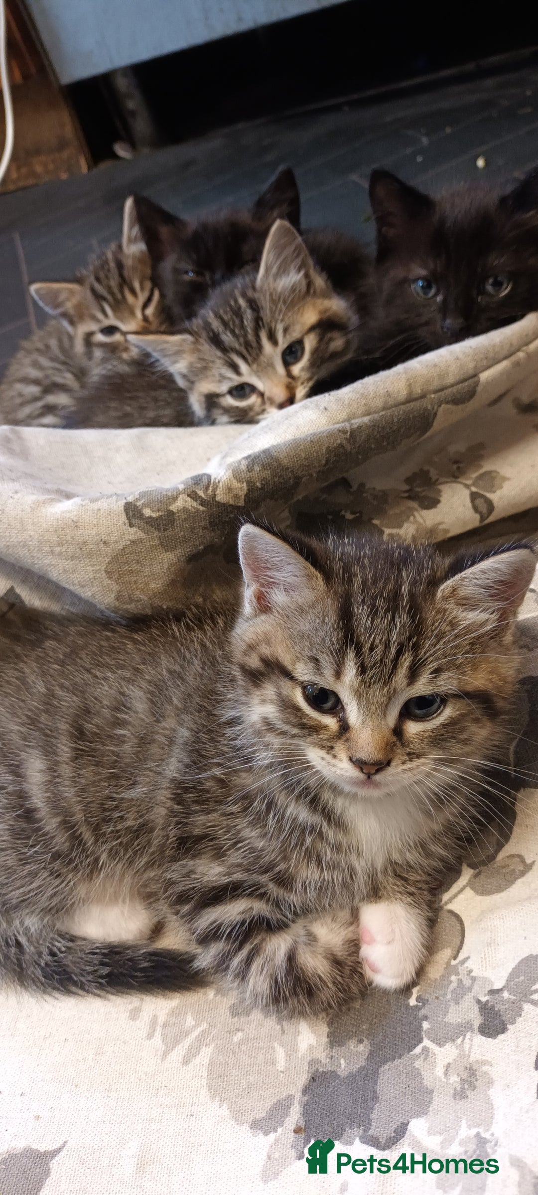 Mixed Breed cats for sale: 5 mixed breed kittens. Ragdoll/tabby - Image 8