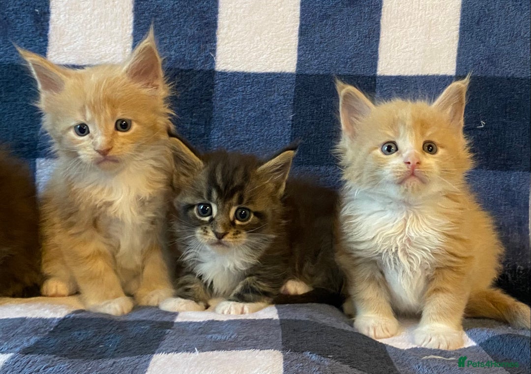 Maine Coon cats for sale: Beautiful Maine Coon Kitten - Champion Lines - Image 14
