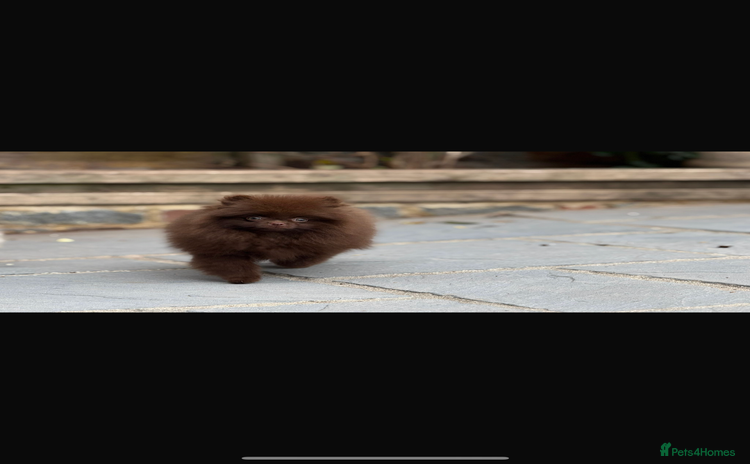 Pomeranian dogs - Advert 1