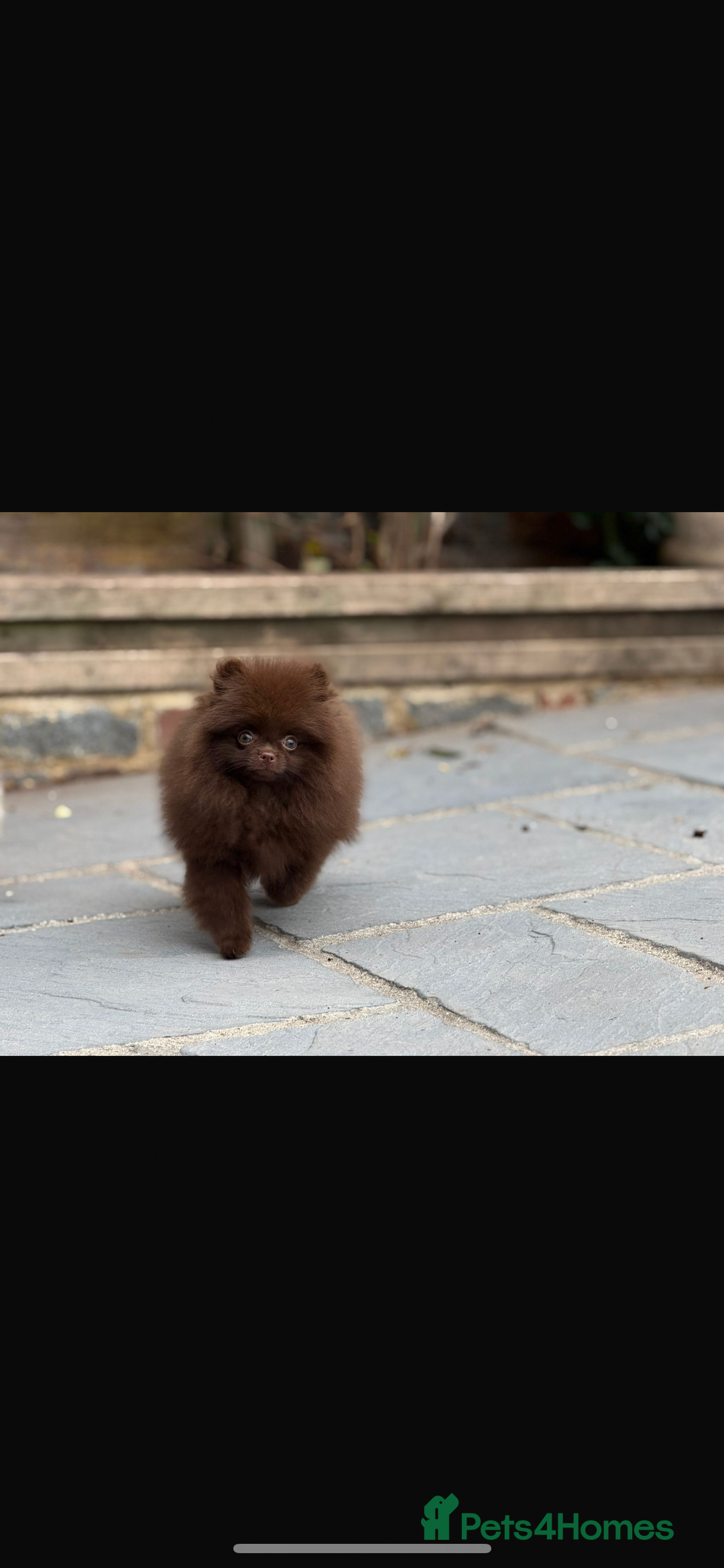 Pomeranian dogs for sale: Beautiful teddy bear chocolate boy  - Image 1