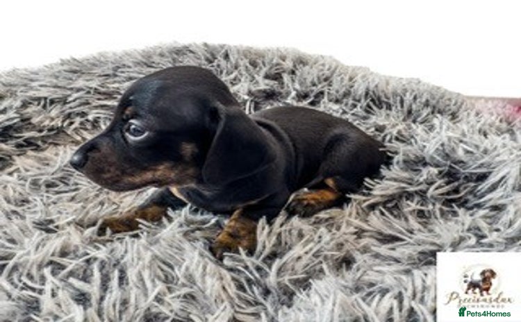 Miniature Dachshund dogs - Advert 8
