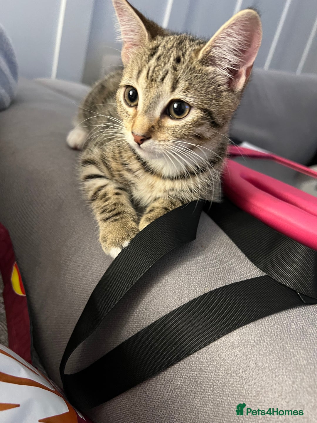 Mixed Breed cats for sale: 1 beautiful female kitten  - Image 3