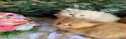 British Longhair cats for sale: British long and shorthair kittens  - Advert 5