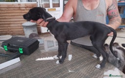 Lurcher dogs for sale: 1 female lurcher pup - Image 3