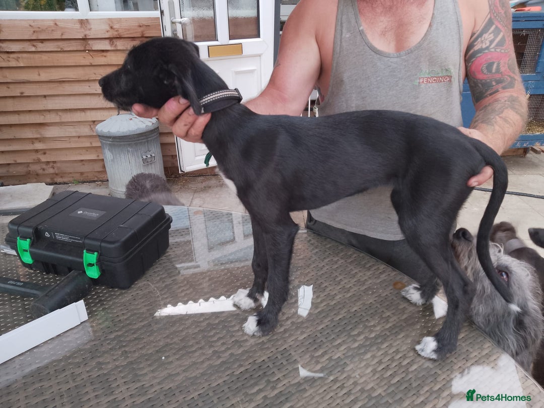 Lurcher dogs for sale: 1 female lurcher pup - Image 3