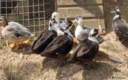 Ducks poultry for sale: Ducks - Image 7