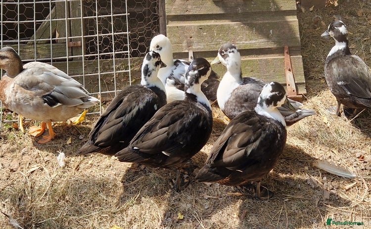 Ducks poultry - Advert 8