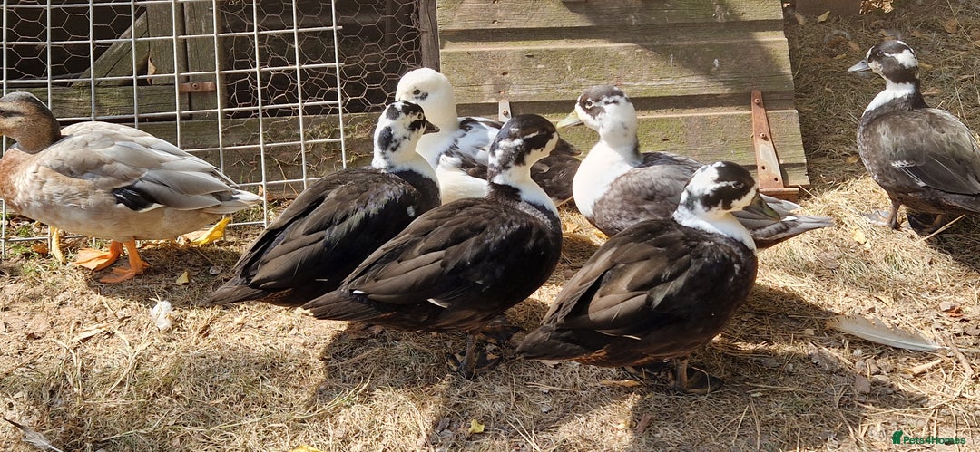 Ducks poultry for sale: Ducks - Image 7