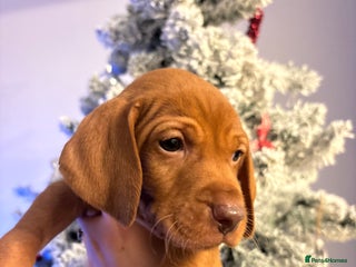 Hungarian Vizsla dogs Stunning KC Registered Hungarian Vizsla Puppies - Advert 5