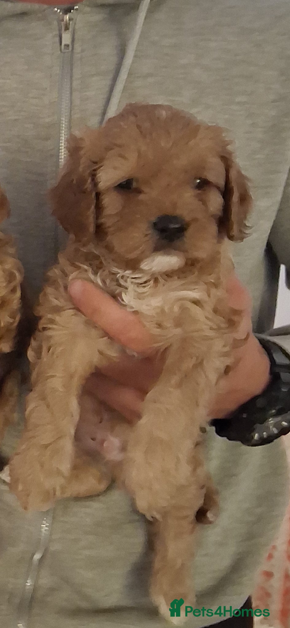 Cavapoo dogs Extensively health tested f1 cavapoos - Advert 2