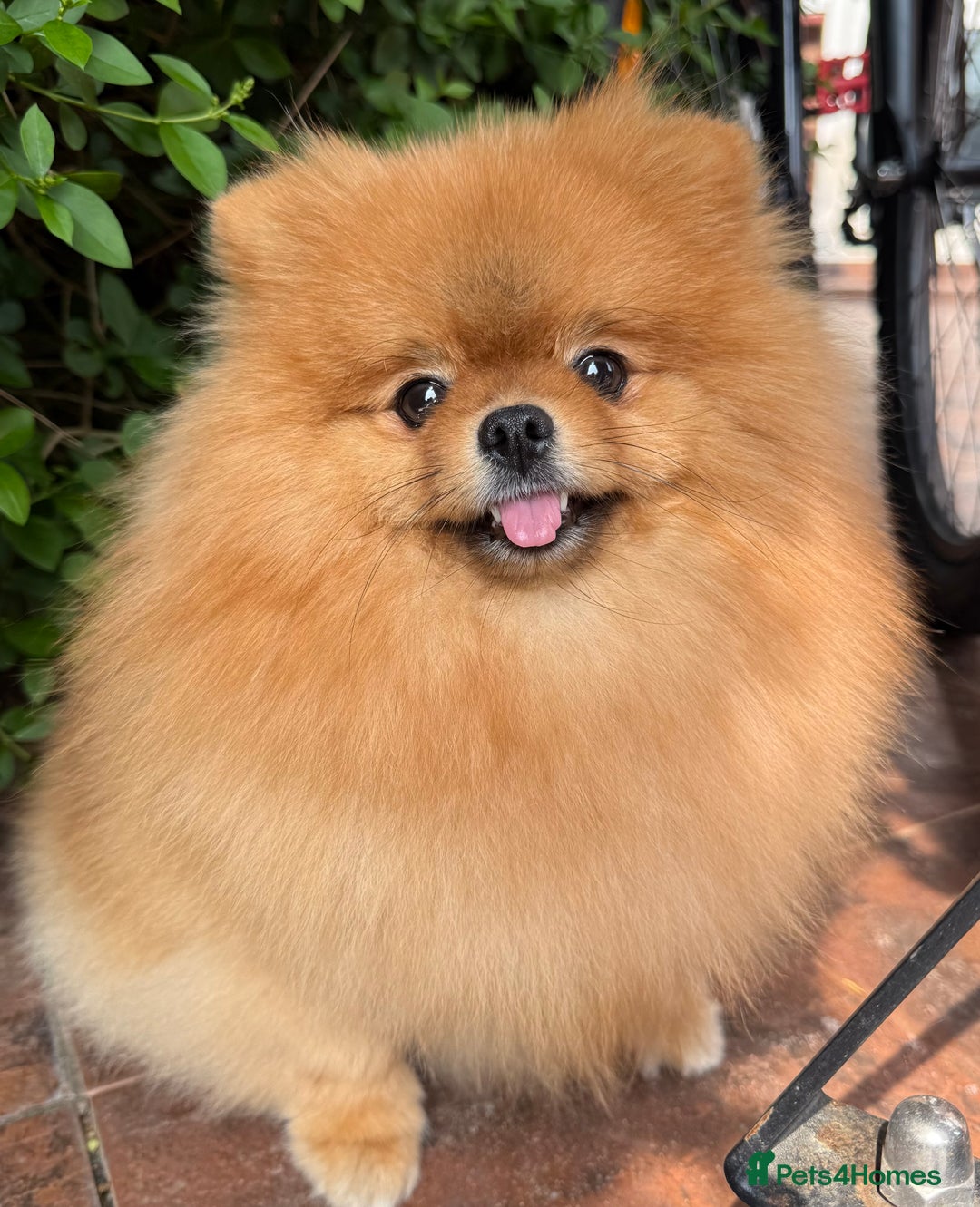 Pomeranian dogs for sale: Pomeranian Girl . Ready to go new home  - Image 11