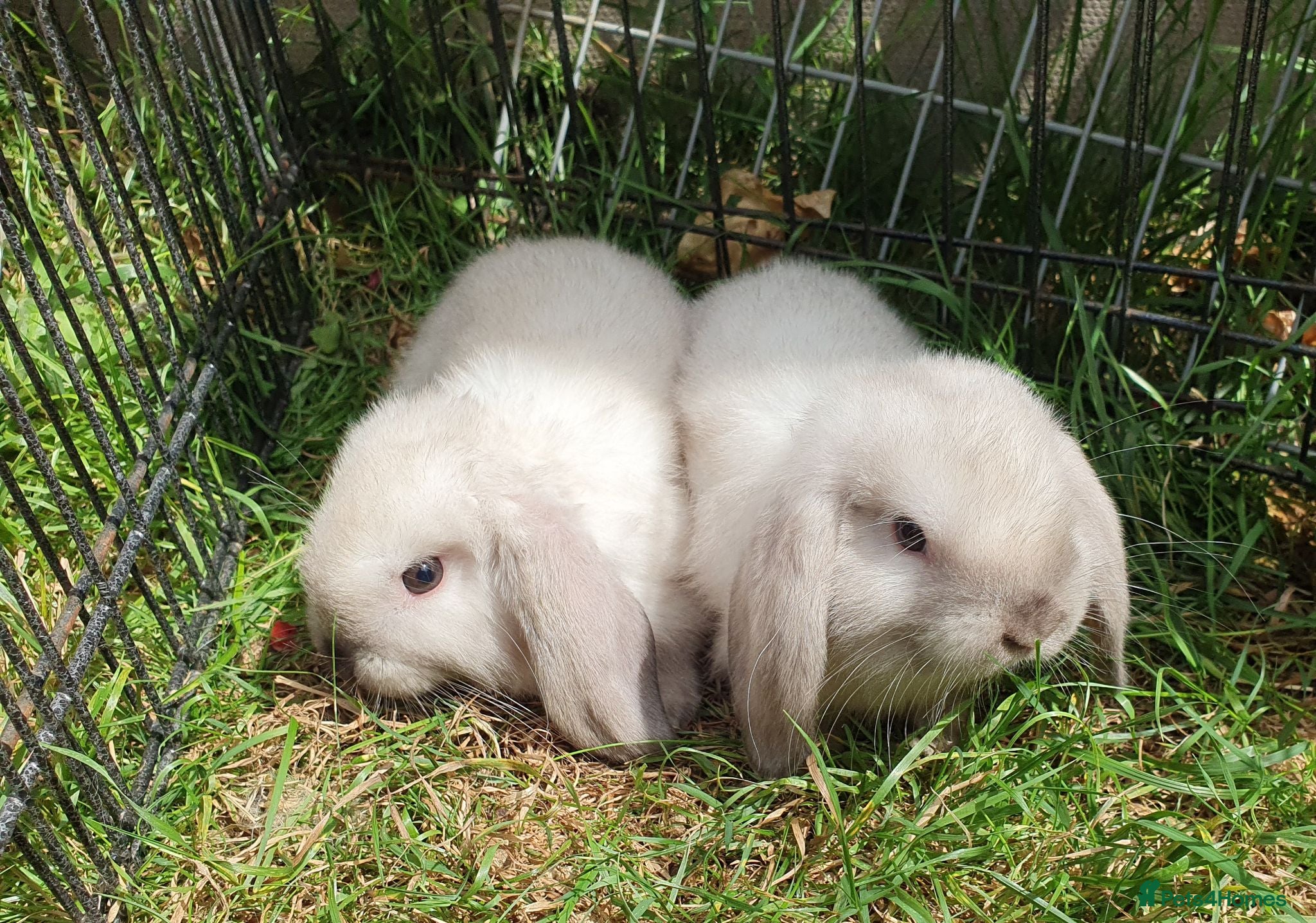 Mini Lop rabbits Friendly vaccinated baby mini lops  - Advert 1