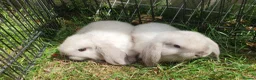 Mini Lop rabbits for sale: Friendly baby mini lops  Vaccinated RHD2 - Advert 5