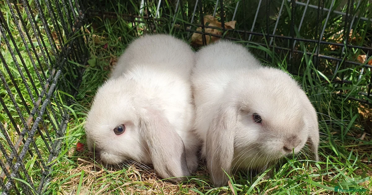 Rabbits for Sale for sale | Pets4Homes