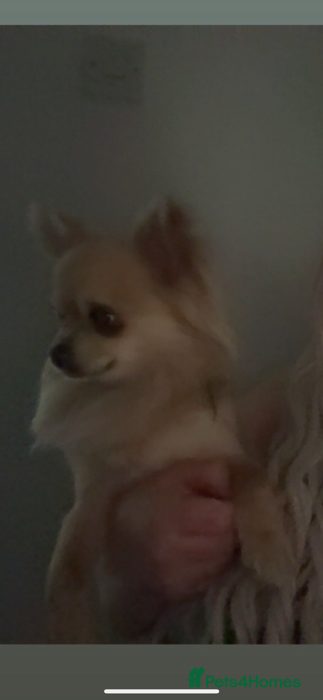 Chihuahua dogs for sale: Chihuahua boy 1 year  - Image 4