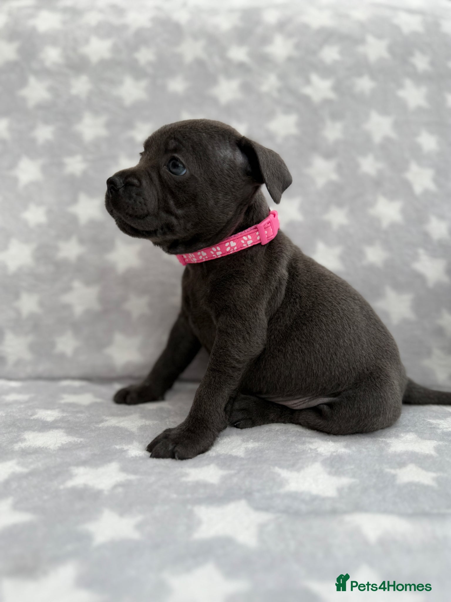 Staffordshire Bull Terrier dogs Kc blue staffordshire bullterrier puppies - Advert 2
