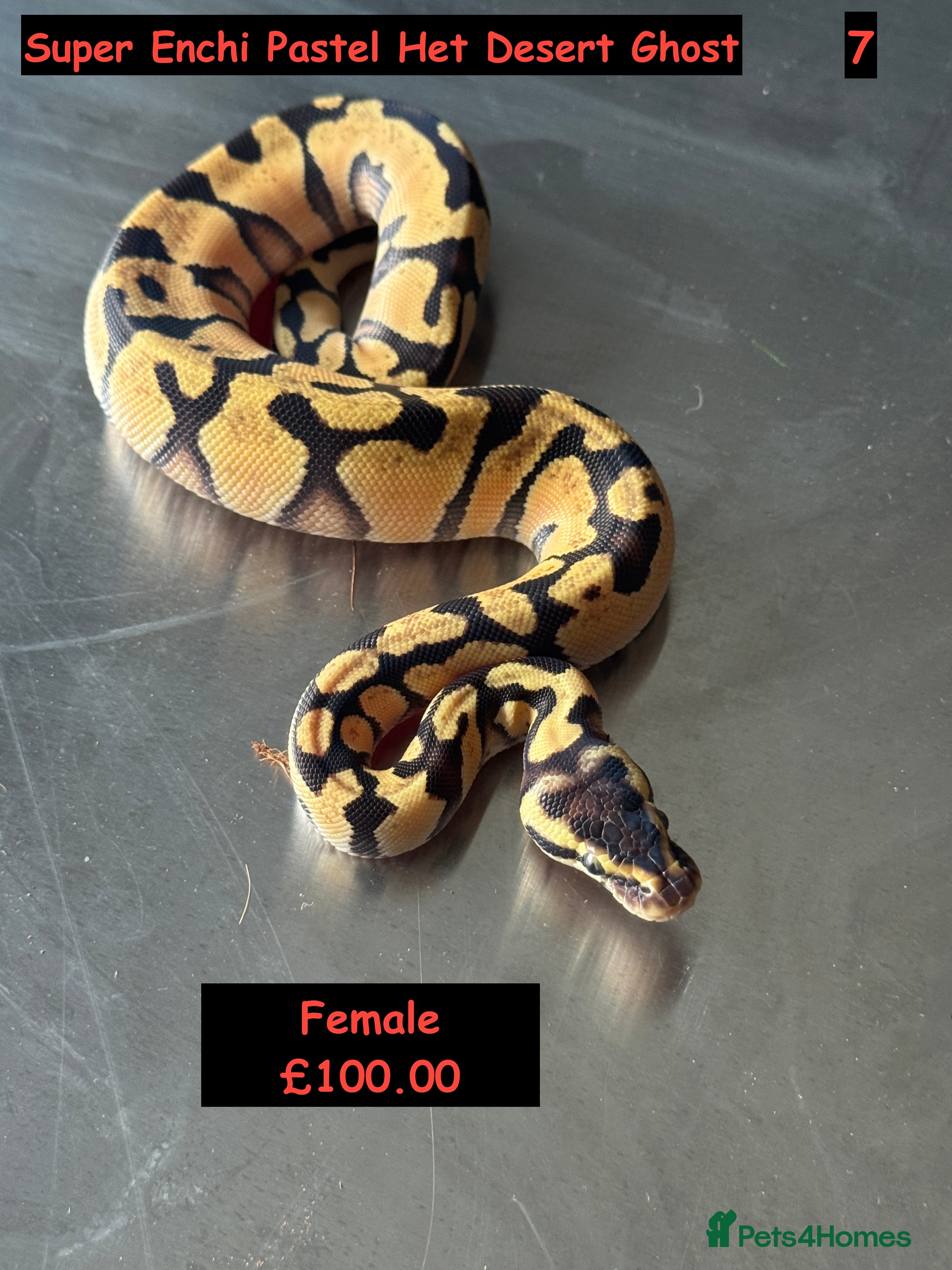 Python Snake reptiles Baby Ball Python's - Advert 3