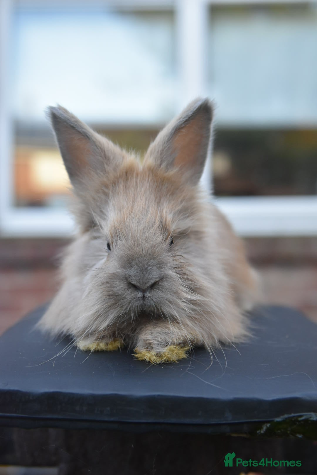 Angora rabbits for sale: French Imported Pedigree English Angoras - Advert 28