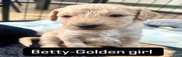 Double Doodle dogs for sale: Beautiful Golden St Bernadoodle Puppies for Sale  - Advert 33