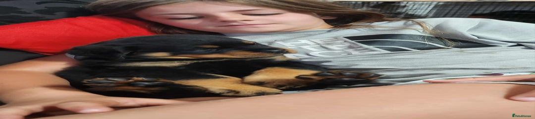 Rottweiler Puppy 3