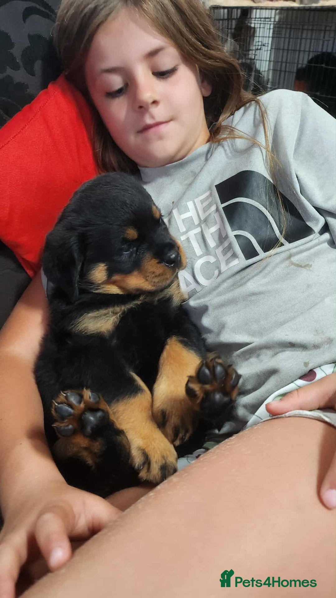 Rottweiler dogs for sale: Rottweiler puppies - Image 11