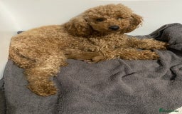 Toy Poodle dogs for sale: Stunning Red Toy Poodle Boy - Image 3