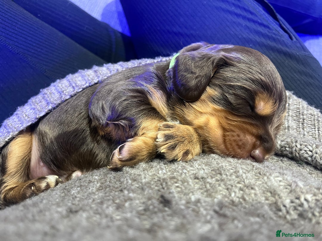 Cockapoo dogs for sale: Stunning litter of f1b cockapoo puppies  - Image 2