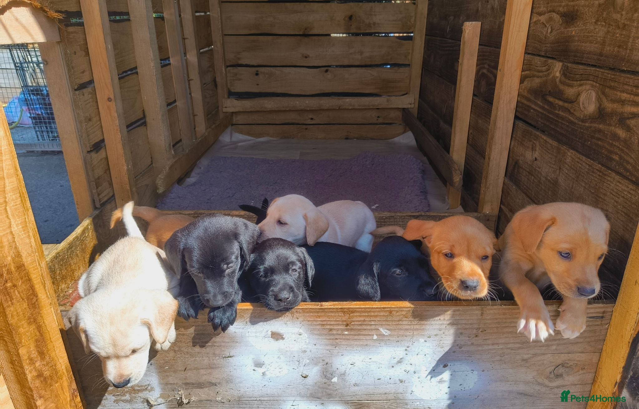 Labrador Retriever dogs Pedigree Labrador pups ready to go - Advert 1