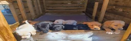 Labrador Retriever dogs for sale: Pedigree Labrador pups ready to go - Advert 2