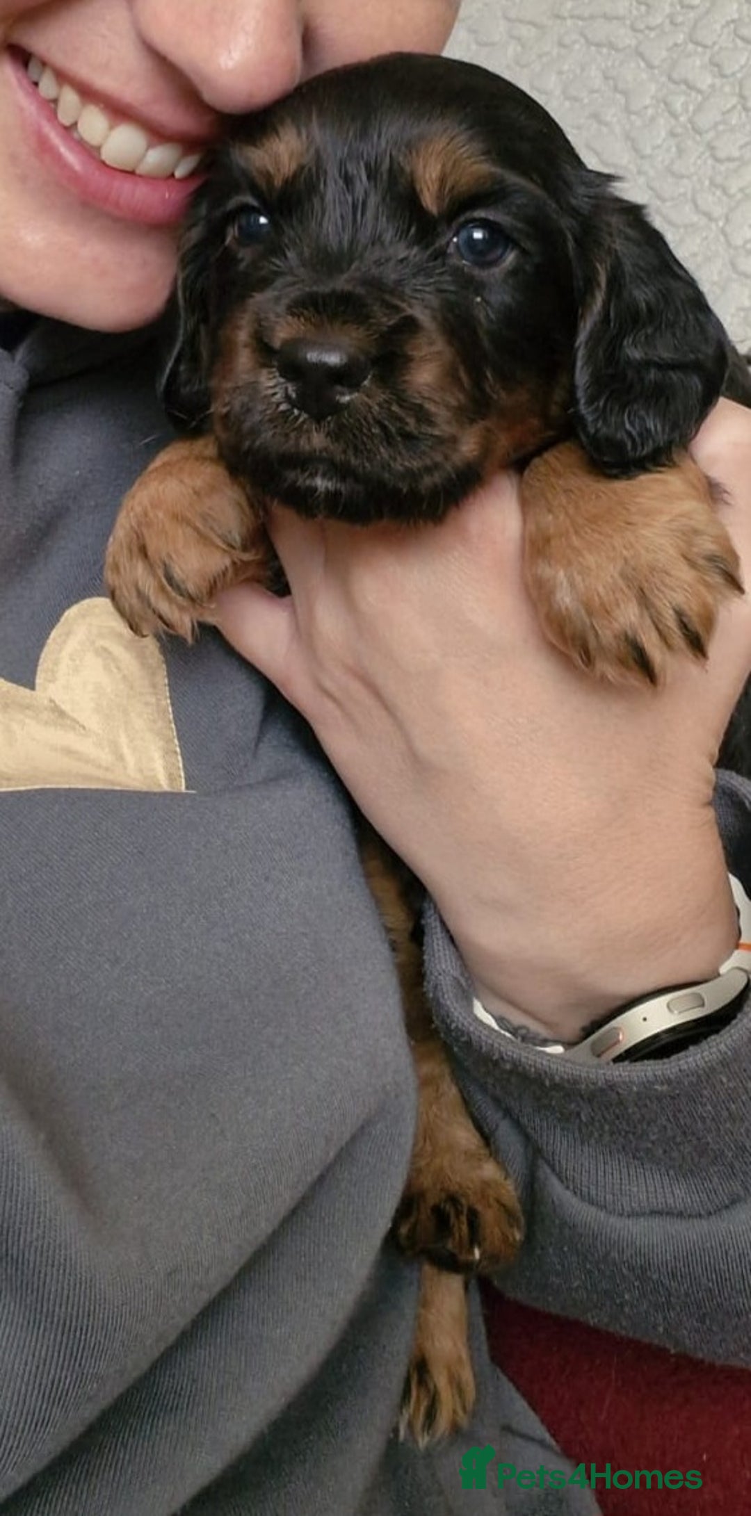 Cocker Spaniel dogs for sale: Cocker spaniel  - Image 3