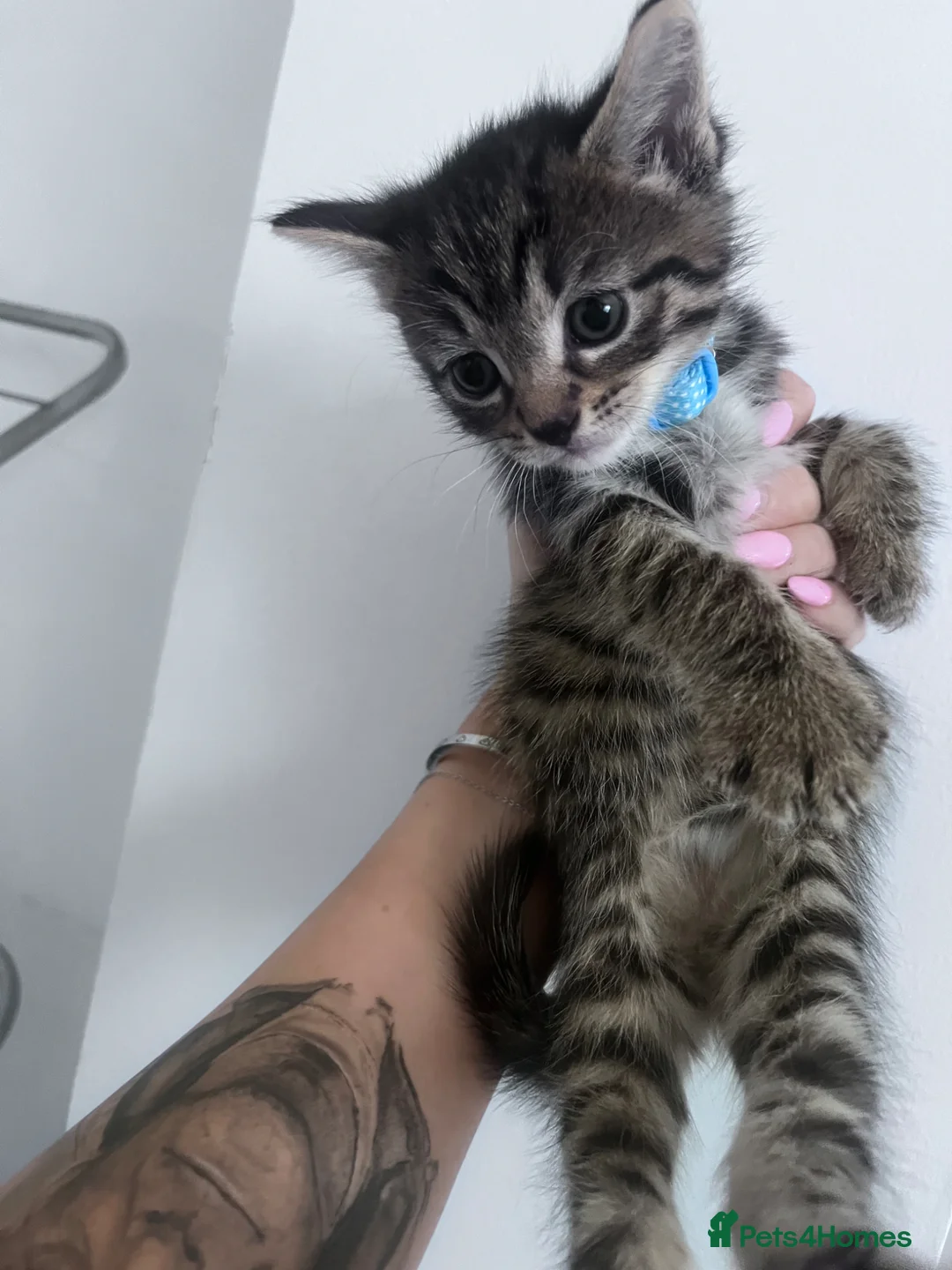 British Shorthair cats for sale: 3 kittens ready to go now  - Advert 2